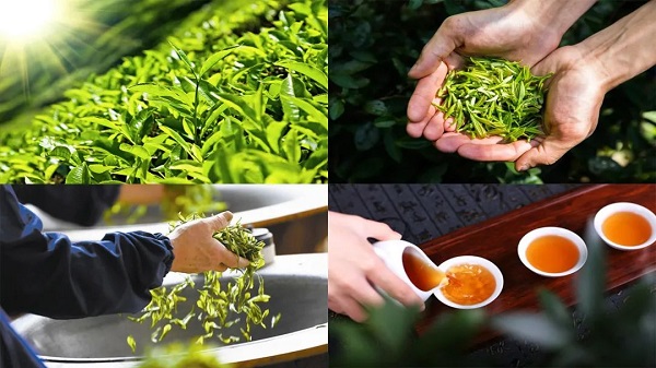 茶叶农药残留的限量及健康危害预防